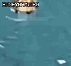 Duck Spinning Round And Round GIF