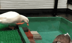 Duck Swimming Fail