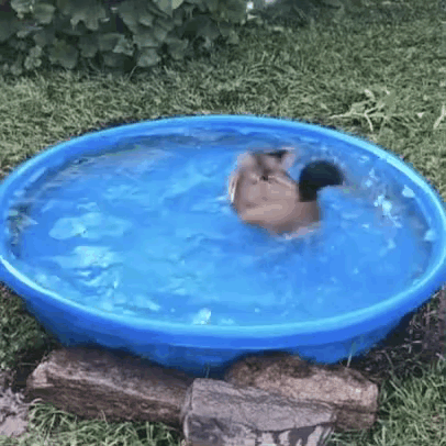Duck Swimming In Blue Pool GIF