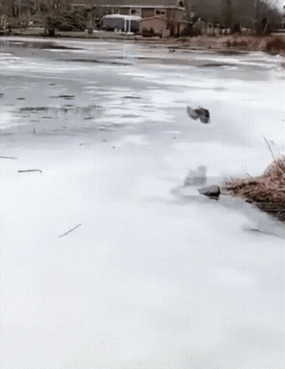 Duck Swimming Near House GIF