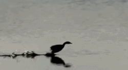 Duck Waddle Fast On Water GIF