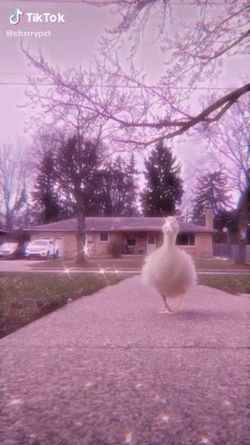 Duck Waddle Slow Motion GIF