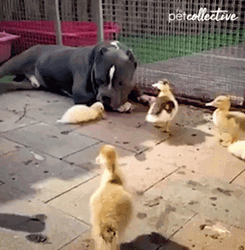 Duck Waddle Toward Dog GIF