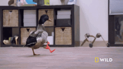 Duck Waddle With Leg Support GIF