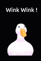 Duck Wink Wink Side By Side GIF