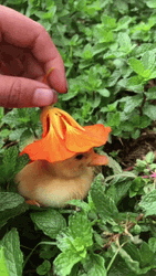 Duck With Flower Hat