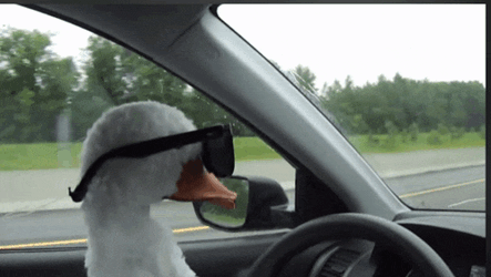 Duck With GIF