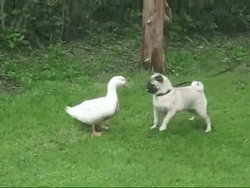 Duck With Pug