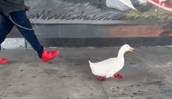 Duck With Red Feet Waddle GIF