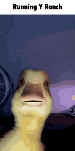 Duck With Running Y Ranch Text GIF
