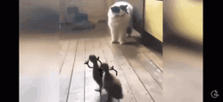 Ducklings Chased Cat Running GIF