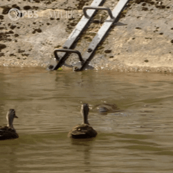 Ducks And Platypus GIF