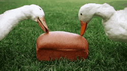 Ducks Eating Loaf Bread