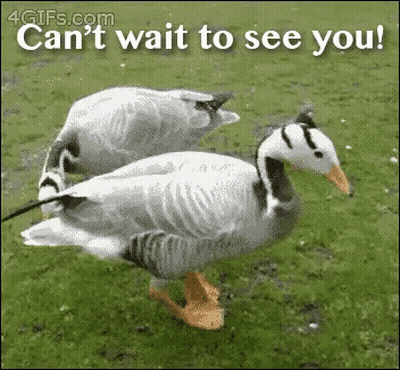 Ducks Standing In Grass Saying Can't Wait To See You GIF