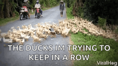 Ducks Walking Down A Road GIF