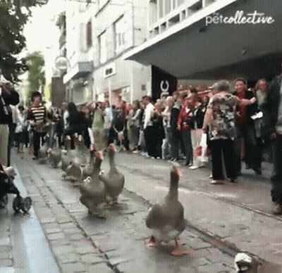 Ducks Walking Past Petcollective Sign GIF