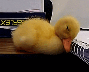 Ducky Duck Sleepy Nap Time GIF