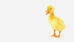 Ducky You're The Best GIF