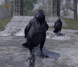 Duke Of Crows Elder Scrolls GIF