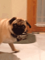 Dun Dun Dun Pug Suspenseful Stare GIF