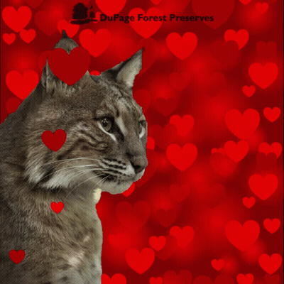 DuPage Forest Preserves Valentine Cat With Hearts GIF