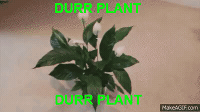 Durr Plant On Table GIF