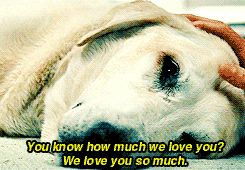 Dying Moment Of A Dog GIF