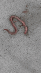 Dying Worm GIF