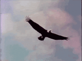 Eagle Bird GIF