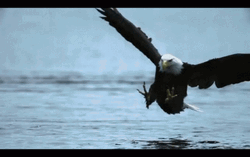 Eagle Catching Fish GIF