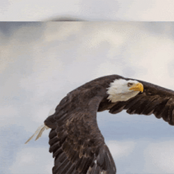 Eagle Catching Fish Slideshow GIF