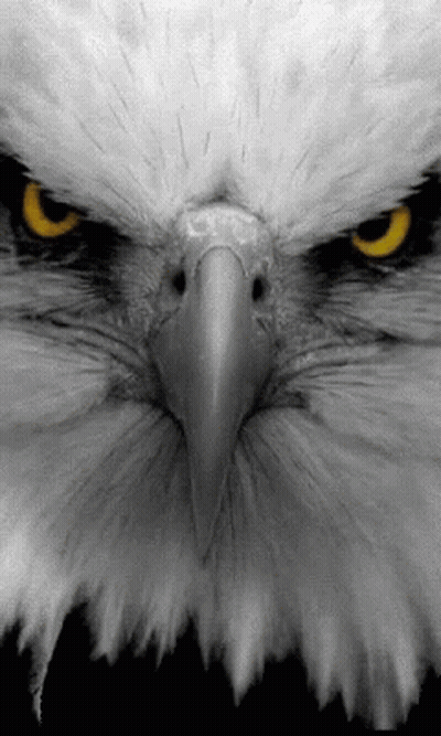 Eagle Face Close Up Black Background GIF