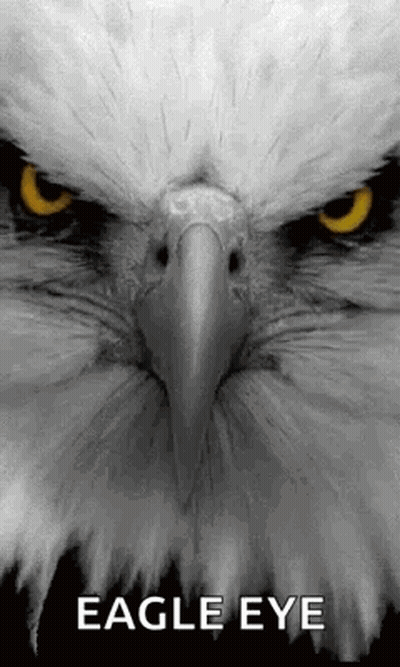 Eagle Face Close Up With Eagle Eye GIF