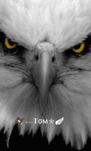 Eagle Face With Tom Name GIF