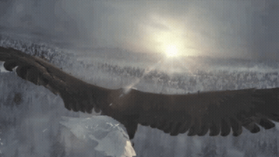 Eagle Flying Over Snowy Forest With Sun Through Clouds GIF