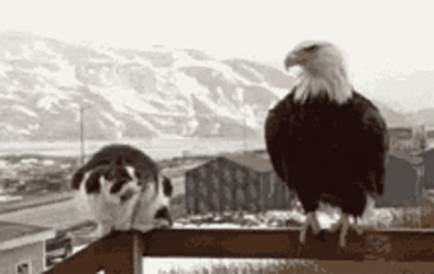 Eagle Greeting Cat GIF