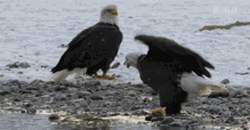 Eagle Having Hard Time On Fish GIF