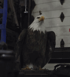 Eagle Head Nod GIF