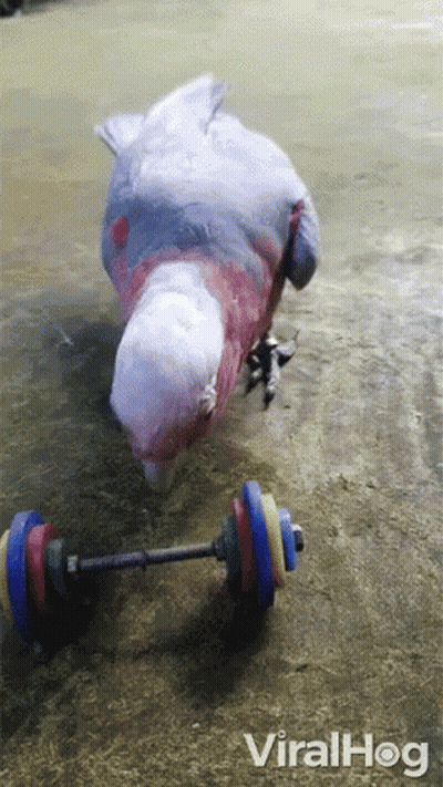 Eagle Head Saying You In Blue GIF