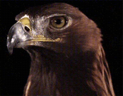 Eagle Head With Yellow Beak GIF