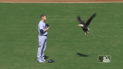 Eagle Landing On Mariners Player GIF