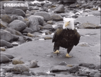 Eagle Walking On Rock GIF
