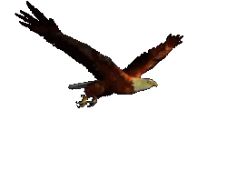 Eagle Wings Spread Flying Sticker