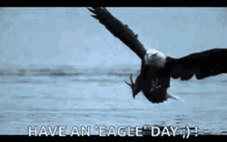 Eagles Have An Eagle Day GIF