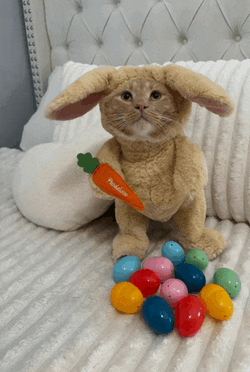 Easter Bunny Cat Meme GIF