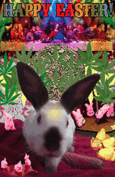 Easter Bunny Rainbow Lights GIF