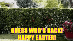 Easter Funny Bunny Hop GIF