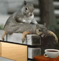 Eastern Gray Squirrel Sensual Massage GIF