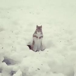Eastern Gray Squirrel Shivering GIF