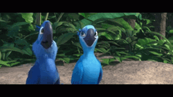 Easy Breezy Animated Dancing Macaws GIF